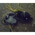 Таймер посудомоечной машины Saturn ST-039 051108